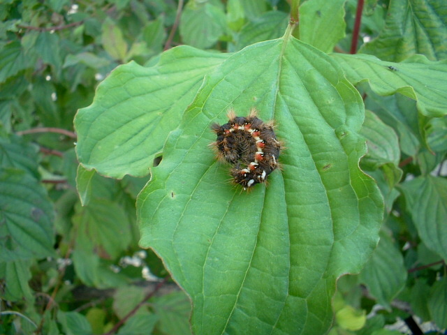 Simpatico bruco irsuto e colorato (Acronicta rumicis)